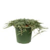 Juniperus Horizontalis Varié Pot D2,5cm 2 Juniperus Horizontalis Varié Pot D2,5cm -Terre et Verdure 1024767 1471735