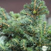 Picea Omorika 'Karel' -Terre et Verdure 1024768 1471741