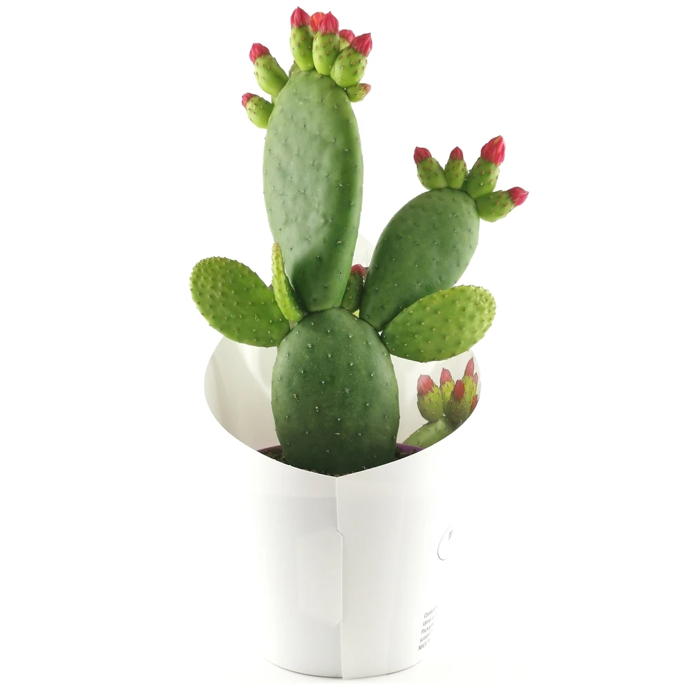 Opuntia Inamoena (ou Tacinga Inamoena) - Pot D14cm 3 Opuntia Inamoena (ou Tacinga Inamoena) - Pot D14cm