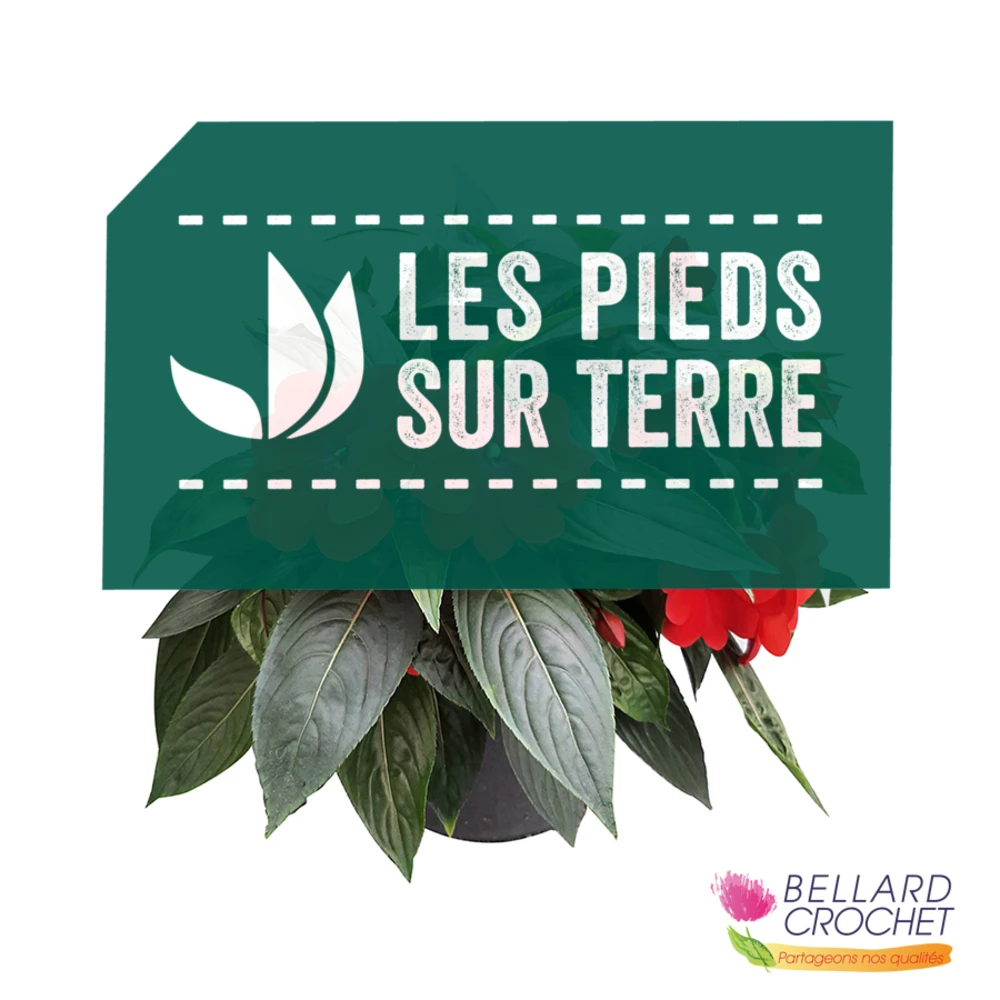 Impatiens Pot D.23cm 3 Impatiens Pot D.23cm