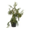 Cryptomeria Japonica 'Rasen-sugi' Pot 7,50 L 1 Cryptomeria Japonica 'Rasen-sugi' Pot 7,50 L -Terre et Verdure 1032396 2053396