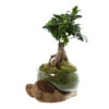 Ficus Ginseng : H35cm Socle Bois, Contenant En Verre D21 Cm -Terre et Verdure 1043386 1732033
