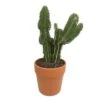 Cactus : H40cm Pot Terre Cuite D20 Cm -Terre et Verdure 1043860 001