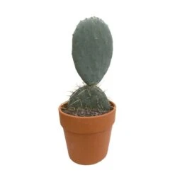 Cactus : H40cm Pot Terre Cuite D20 Cm -Terre et Verdure 1043860 002
