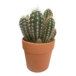 Cactus : H40cm Pot Terre Cuite D20 Cm -Terre et Verdure 1043860 003
