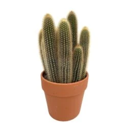 Cactus : H40cm Pot Terre Cuite D20 Cm -Terre et Verdure 1043860 004