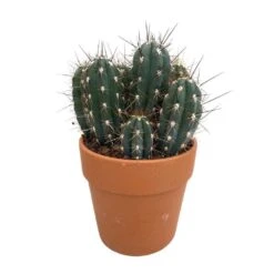 Cactus : H40cm Pot Terre Cuite D20 Cm -Terre et Verdure 1043860 005