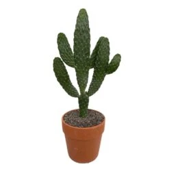 Cactus : H40cm Pot Terre Cuite D20 Cm -Terre et Verdure 1043860 006