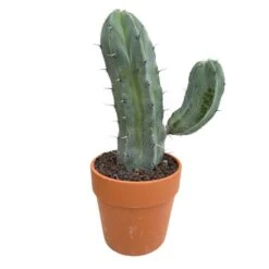 Cactus : H40cm Pot Terre Cuite D20 Cm -Terre et Verdure 1043860 007