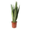 Sansevieria ' Zeylanica' H75cm : Pot D21cm -Terre et Verdure 1043880 1732615