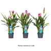 Curcuma 'Siam Splash' H50cm, Pot D13cm 1 Curcuma 'Siam Splash' H50cm, Pot D13cm -Terre et Verdure 1044355 1494373