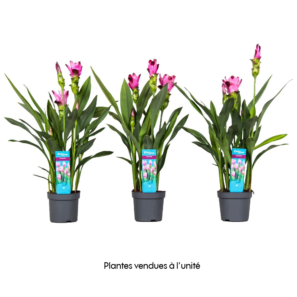 Curcuma 'Siam Splash' H50cm, Pot D13cm 3 Curcuma 'Siam Splash' H50cm, Pot D13cm