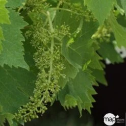 Vigne Variée : Pot 100L -Terre et Verdure 1045083 1734520 1