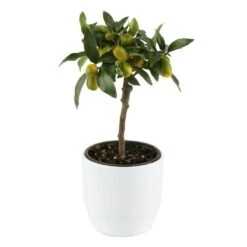 Kumquat Sur 1/4 Tige : Pot 2L -Terre et Verdure 1045106 004