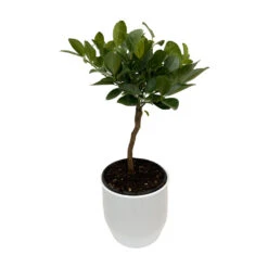 Mandarinier 'Pursha' En 1/4 De Tige Pot 2L -Terre et Verdure 1045107 2027656