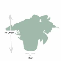 Epipremnum Happy Leaf Scindapsus - H15cm, ø12cm - Plante D'intérieur Tombante -Terre et Verdure 1046f5608f3c7eca