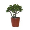 Crassula Ovata 'Minor' H30cm : Pot D17cm 1 Crassula Ovata 'Minor' H30cm : Pot D17cm -Terre et Verdure 1055574 2001848