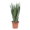 Sansevieria ' Zeylanica' H85cm : Pot D25cm -Terre et Verdure 1055637 2002031