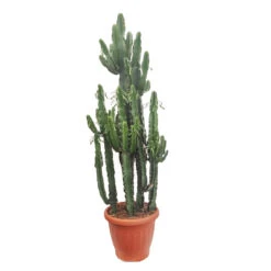Euphorbe Erythrea 3 Pieds H220cm : Pot Ø50cm
