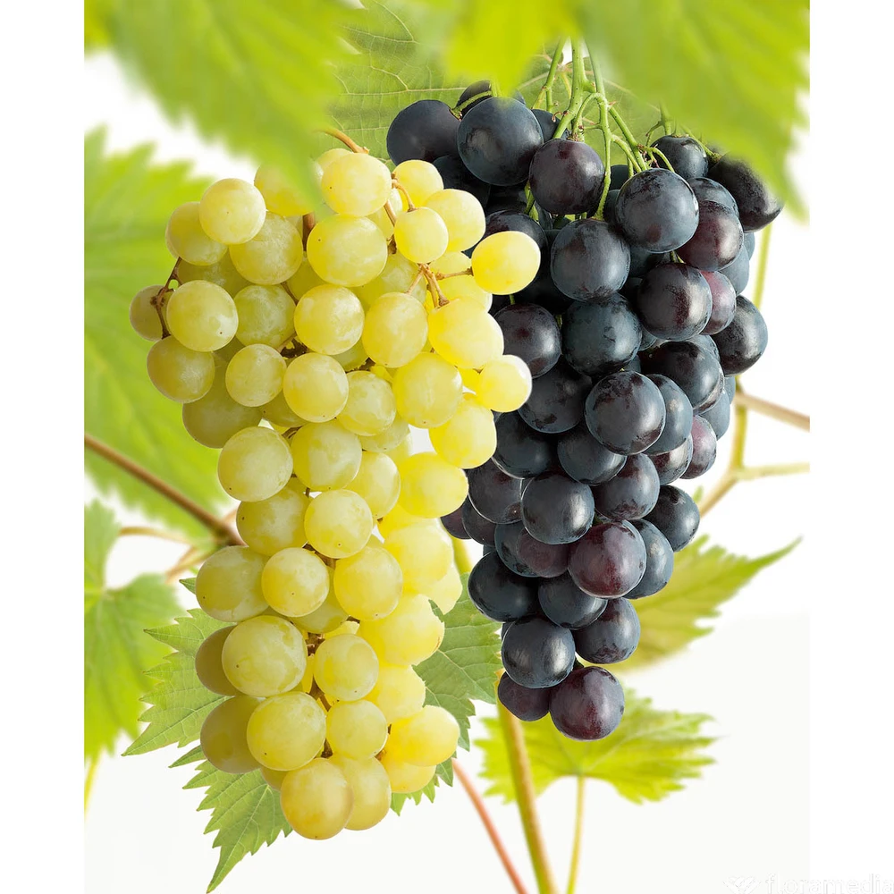 Vigne Variée : Pot 25L 3 Vigne Variée : Pot 25L