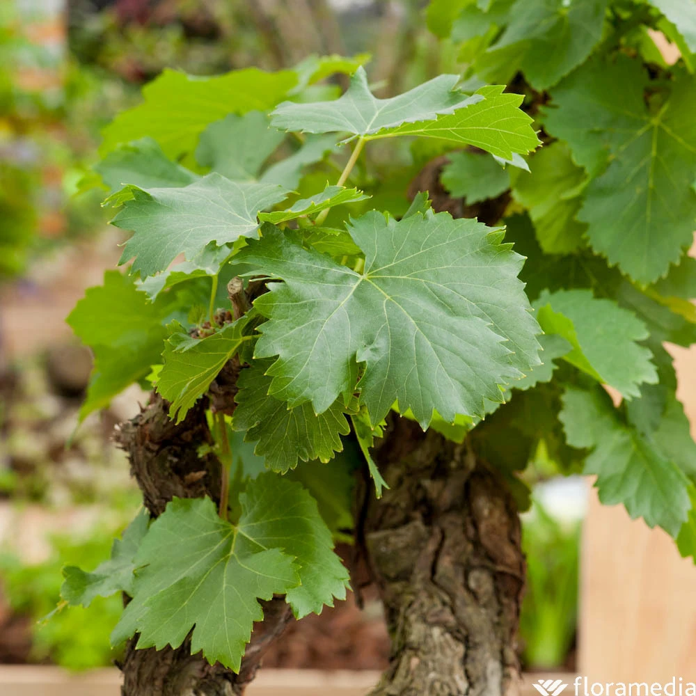 Vigne Variée : Pot 25L 4 Vigne Variée : Pot 25L – Image 2