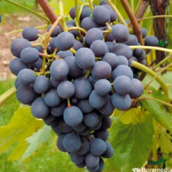 Vigne Variée : Pot 100L -Terre et Verdure 1056072 2115063 1