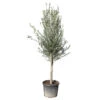 Olivier, Olea Europeae, ' Cipressino ' : Pot 70L -Terre et Verdure 1060365 2058649