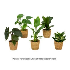 Mix Plantes Vertes, Variétés Variables : Vannerie D12cm 13 Mix Plantes Vertes, Variétés Variables : Vannerie D12cm -Terre et Verdure 1066833 2072083