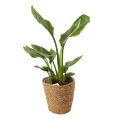 Mix Plantes Vertes, Variétés Variables : Vannerie D12cm 10 Mix Plantes Vertes, Variétés Variables : Vannerie D12cm -Terre et Verdure 1066833 2124786