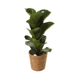 Mix Plantes Vertes, Variétés Variables : Vannerie D12cm 11 Mix Plantes Vertes, Variétés Variables : Vannerie D12cm -Terre et Verdure 1066833 2124789