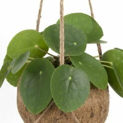 Kokodama Pilea Peperomiodes - H20cm, ø15cm - Plante D'intérieur Tombante -Terre et Verdure 10c72a8053970a0f