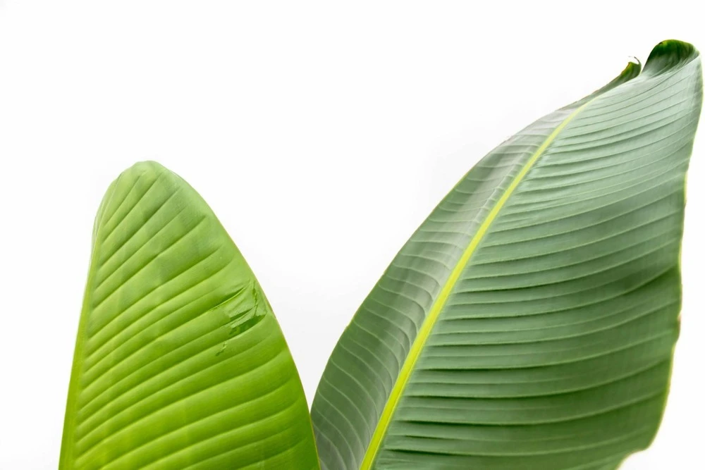 Strelitzia Augusta Xxl - H210cm, ø30cm - Très Grande Plante D'intérieur 6 Strelitzia Augusta Xxl - H210cm, ø30cm - Très Grande Plante D'intérieur – Image 4