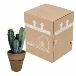 Myrtillocactus - H40cm, ø17cm - Plante D'intérieur Facile D'entretien 9 Myrtillocactus - H40cm, ø17cm - Plante D'intérieur Facile D'entretien -Terre et Verdure 119cfd77764afc00