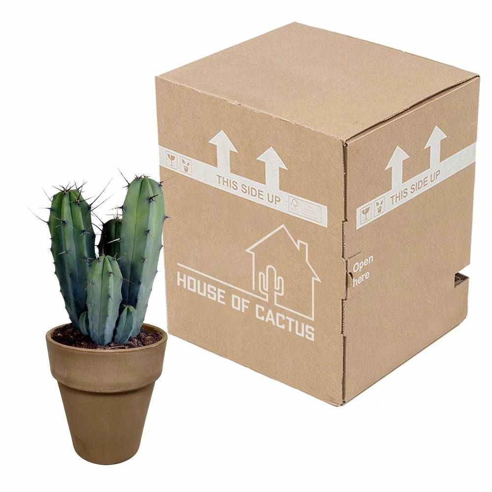 Myrtillocactus - H40cm, ø17cm - Plante D'intérieur Facile D'entretien 5 Myrtillocactus - H40cm, ø17cm - Plante D'intérieur Facile D'entretien – Image 3