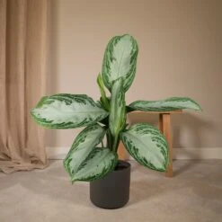 Aglaonema Silver Bay - H55cm, ø17cm - Plante D'intérieur -Terre et Verdure 12241e2bb0b85def