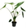 Alocasia Zebrina - Tiger Arrow Leaf - Pot 14cm - Hauteur 35-45cm 2 Alocasia Zebrina - Tiger Arrow Leaf - Pot 14cm - Hauteur 35-45cm -Terre et Verdure 123ee2255e79b88c