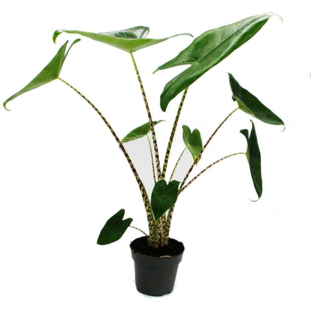 Alocasia Zebrina - Tiger Arrow Leaf - Pot 14cm - Hauteur 35-45cm 3 Alocasia Zebrina - Tiger Arrow Leaf - Pot 14cm - Hauteur 35-45cm