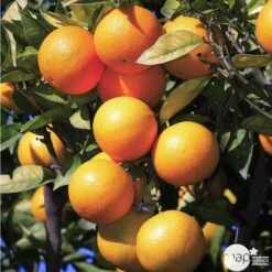 Oranger -20/25 - Pot 45L -Terre et Verdure 125119 003