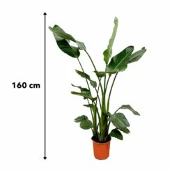 Strelitzia Nicolai Xl - H160cm, ø19cm - Très Grande Plante D'intérieur -Terre et Verdure 139e7ae40d459fb3