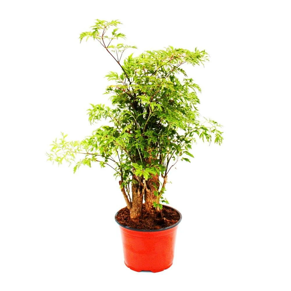 Feather Aralia - Polyscias Fruticosa - Plante D'intérieur Facile D'entretien Avec Tronc - Pot 12cm 3 Feather Aralia - Polyscias Fruticosa - Plante D'intérieur Facile D'entretien Avec Tronc - Pot 12cm