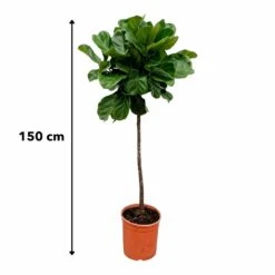 Ficus Lyrata Xl - H150cm, ø30cm - Très Grande Plante D'intérieur -Terre et Verdure 147808e77ddb7acd