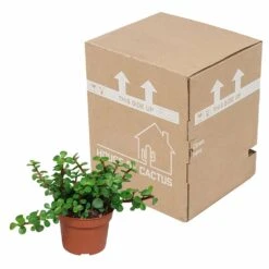 Portulacaria Afra - H25cm, ø10,5cm - Plante D'intérieur -Terre et Verdure 14989b04955025a5