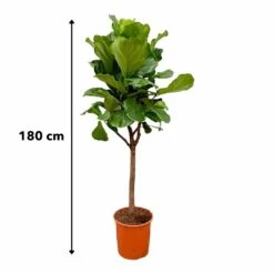 Ficus Lyrata Boom Xxl - H180cm, ø30cm - Très Grande Plante D'intérieur -Terre et Verdure 14ad4fa596a5db69