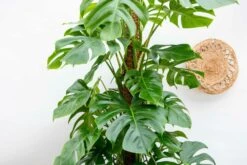 Monstera Deliciosa Xxl - H225cm, ø35cm - Très Grande Plante D'intérieur -Terre et Verdure 14aee6647dd09041