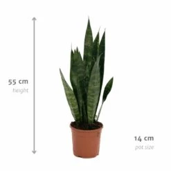 Sansevieria Zeylanica - H55cm, ø14cm - Plante D'intérieur Sans Entretien -Terre et Verdure 14b7b0a41e32bd54