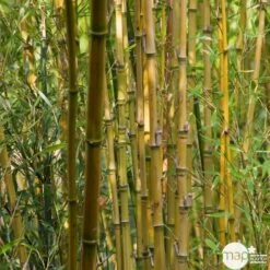 Bambou : Pot De 5 Litres -Terre et Verdure 15449 004