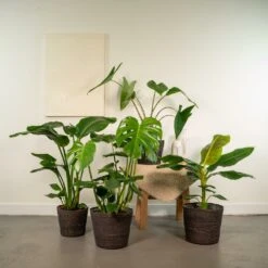 Alocasia Zebrina, Monstera Deliciosa, Bananier Musa, Strelitzia Nicolai - Grandes Plantes D'intérieur -Terre et Verdure 1559dead7e2f9d22
