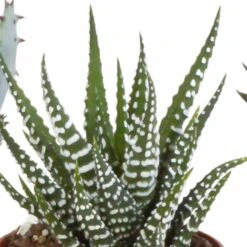 Gasteria, Haworthia Et Leurs Caches-pots, Box De 5 Plantes - H11cm, ø6,5cm - Plantes D'intérieur -Terre et Verdure 15aaf867e861acbf