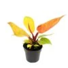 Philodendron Prince D'orange - Ami Oranger - Pot 12cm -Terre et Verdure 16b7f56bba9a6cde