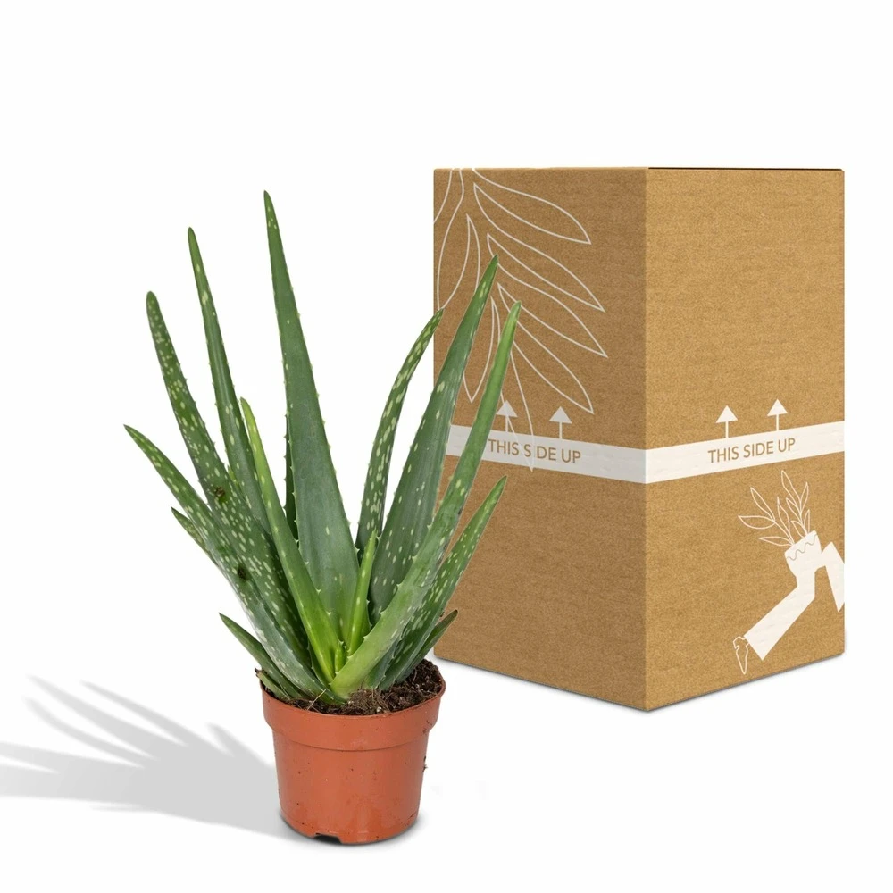 Aloe Vera - H30cm, ø12cm - Plante D'intérieur Succulente 6 Aloe Vera - H30cm, ø12cm - Plante D'intérieur Succulente – Image 4